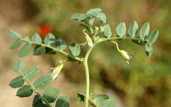 Flore de la Corse