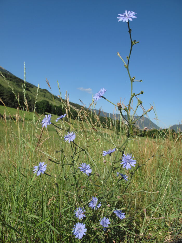 Flore de la Corse