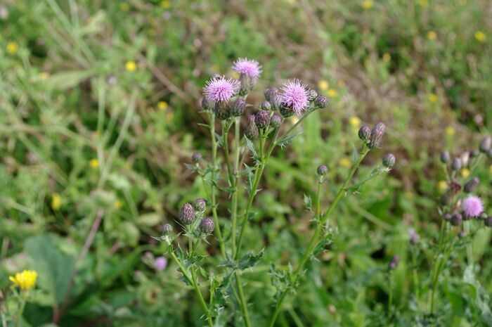 Flore de la Corse