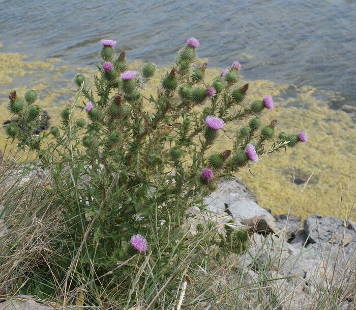 Flore de la Corse