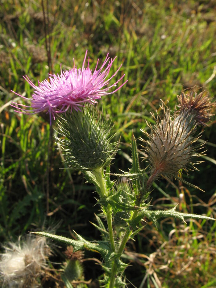 Flore de la Corse