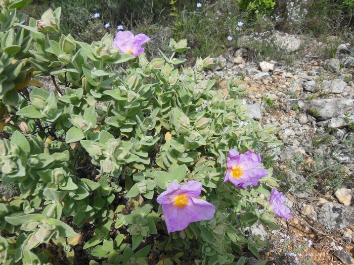 Flore de la Corse