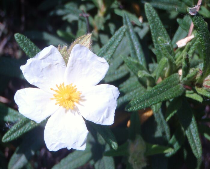 Flore de la Corse