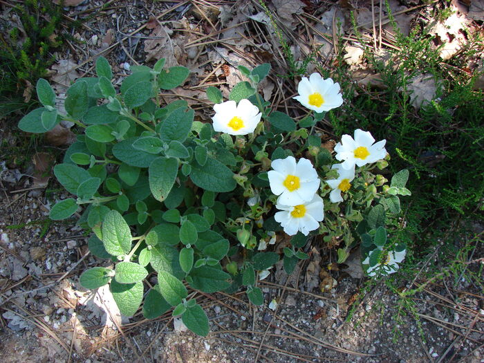 Flore de la Corse