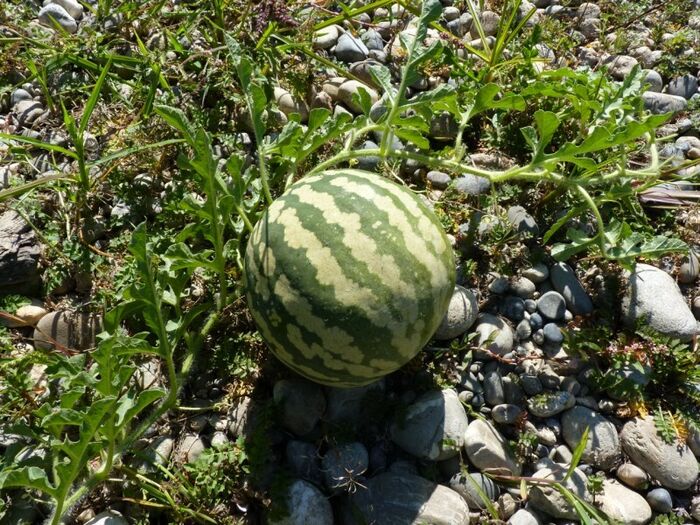 Flore de la Corse