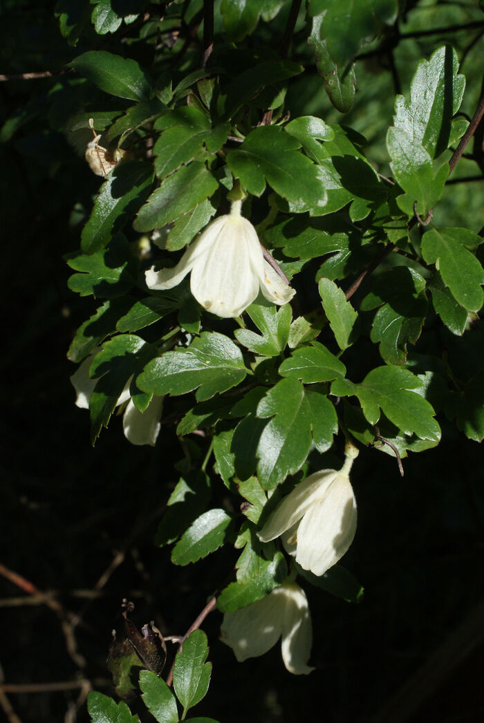 Flore de la Corse