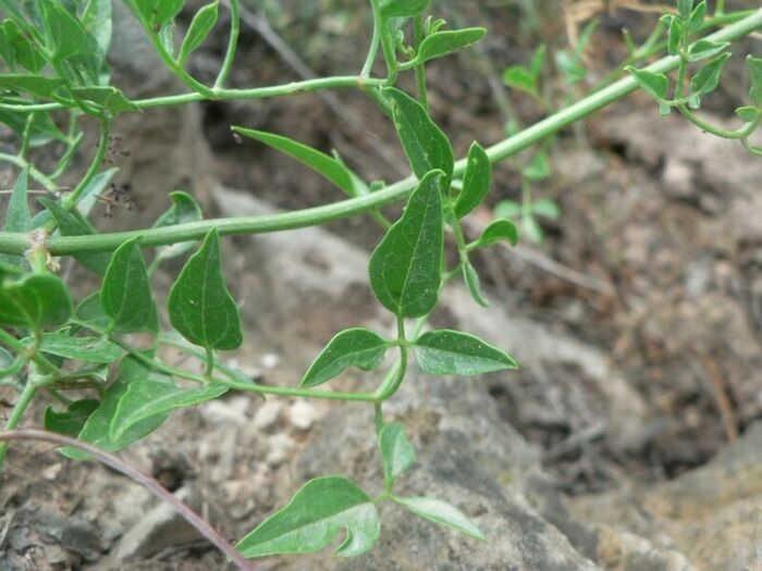 Flore de la Corse