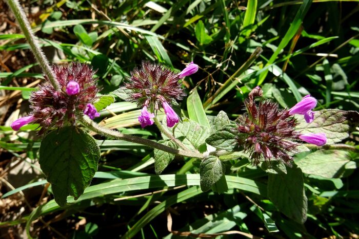 Flore de la Corse