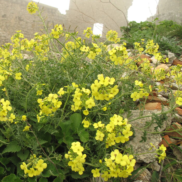 Flore de la Corse