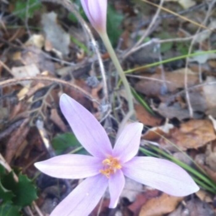 Flore de la Corse