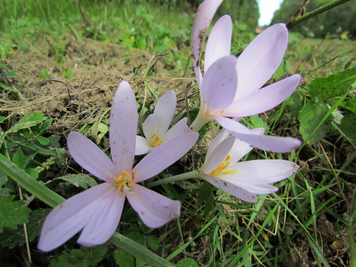 Flore de la Corse