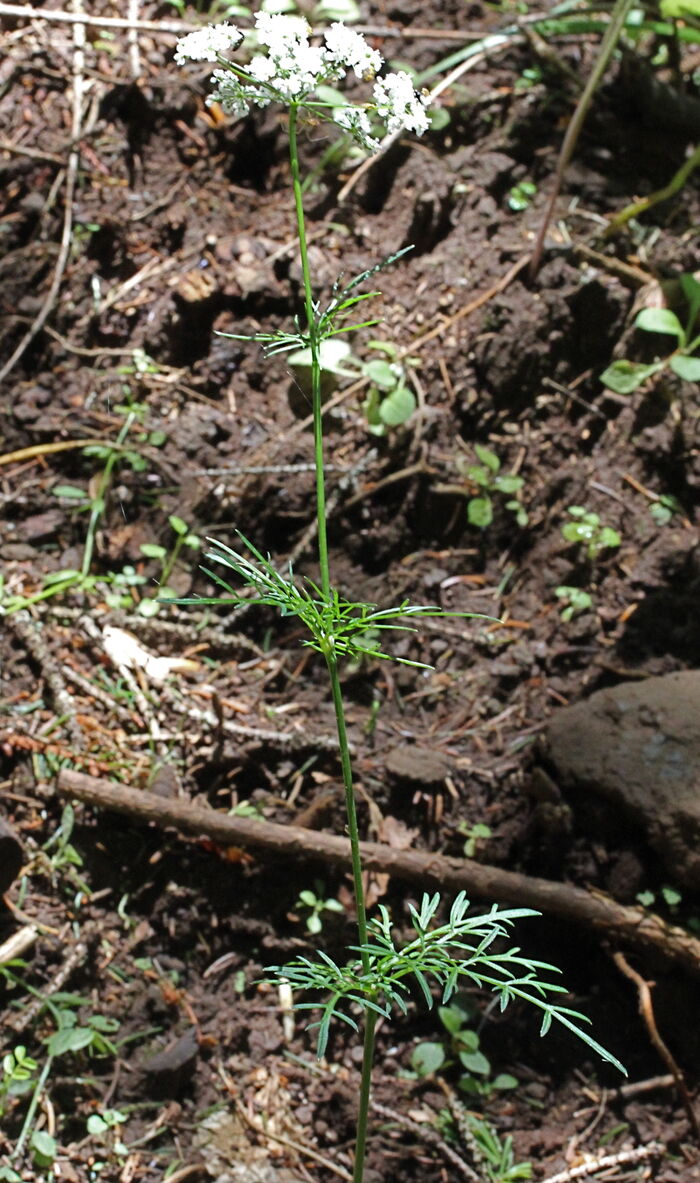 Flore de la Corse