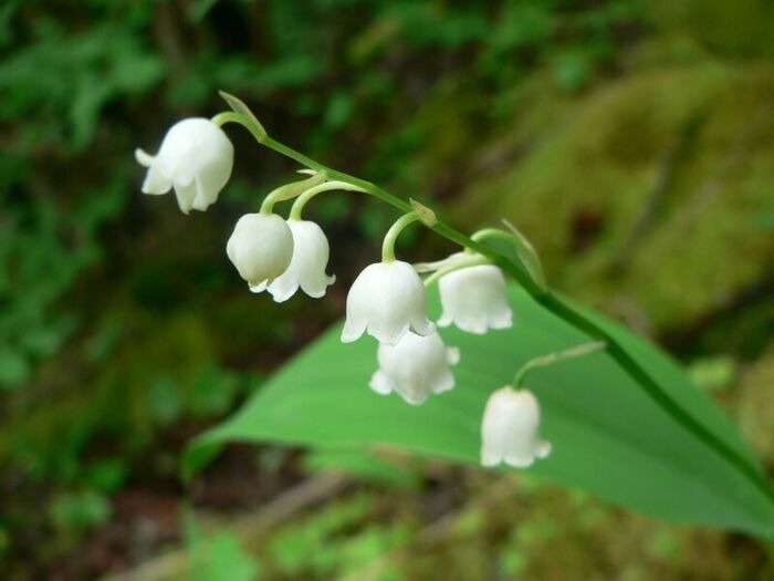 Flore de la Corse