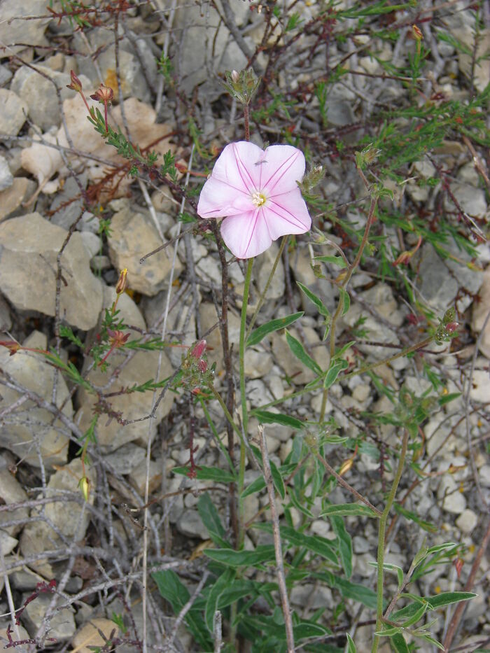 Flore de la Corse