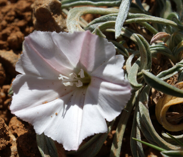 Flore de la Corse