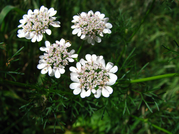 Flore de la Corse