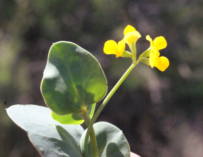 Flore de la Corse