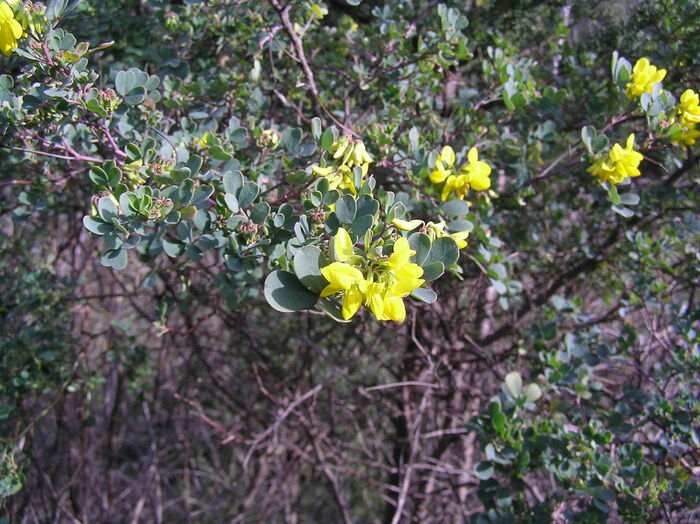 Flore de la Corse