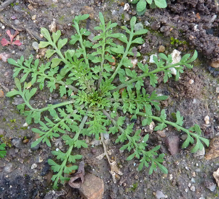 Flore de la Corse