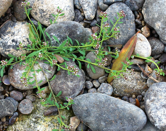 Flore de la Corse