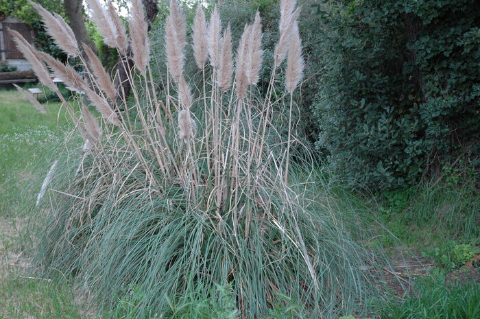 Flore de la Corse