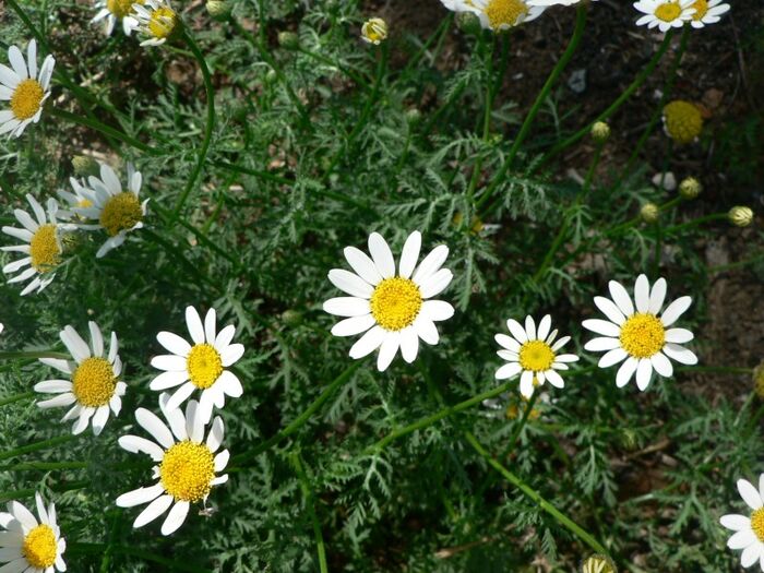 Flore de la Corse