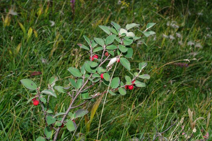 Flore de la Corse