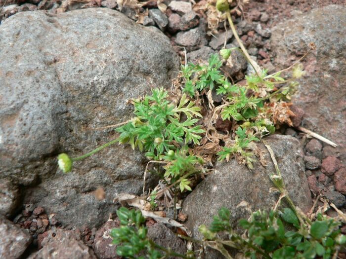 Flore de la Corse