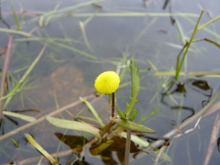 Flore de la Corse