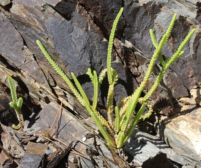 Flore de la Corse