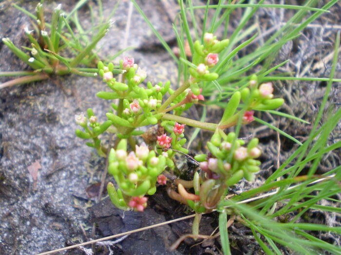 Flore de la Corse