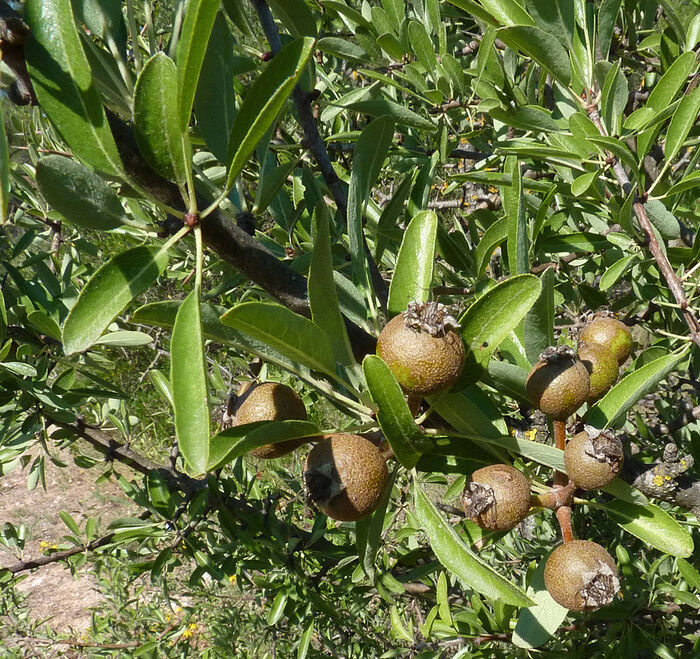 Flore de la Corse