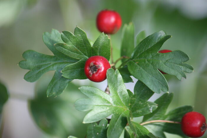 Flore de la Corse