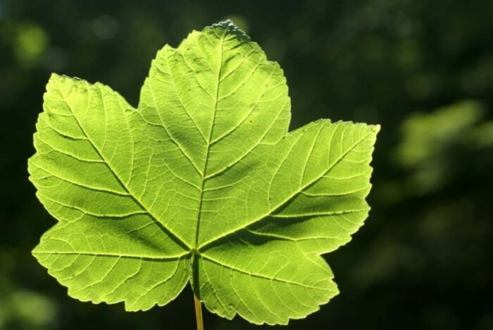 Flore de la Corse