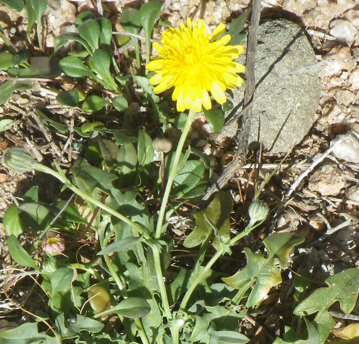 Flore de la Corse