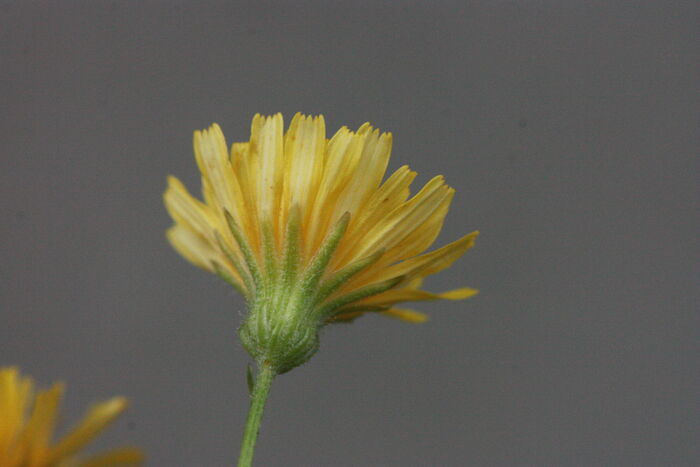 Flore de la Corse