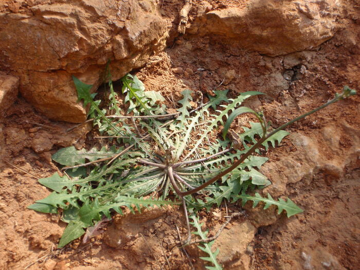 Flore de la Corse