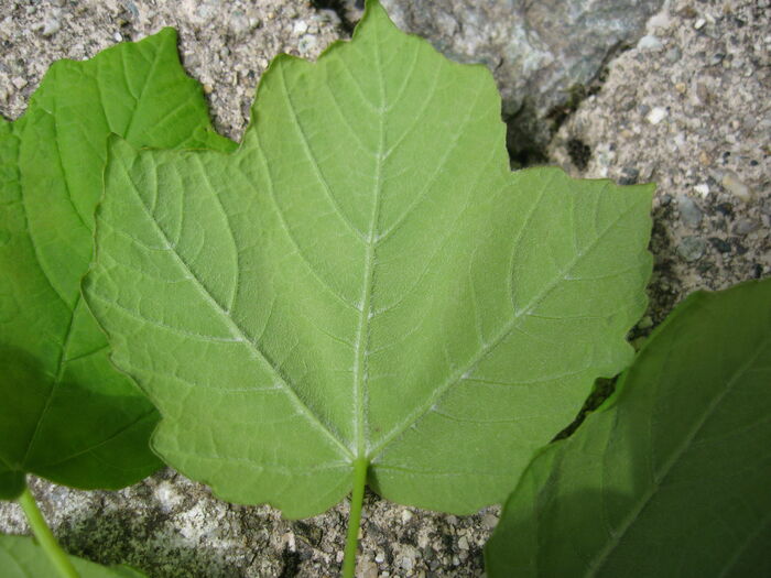 Flore de la Corse