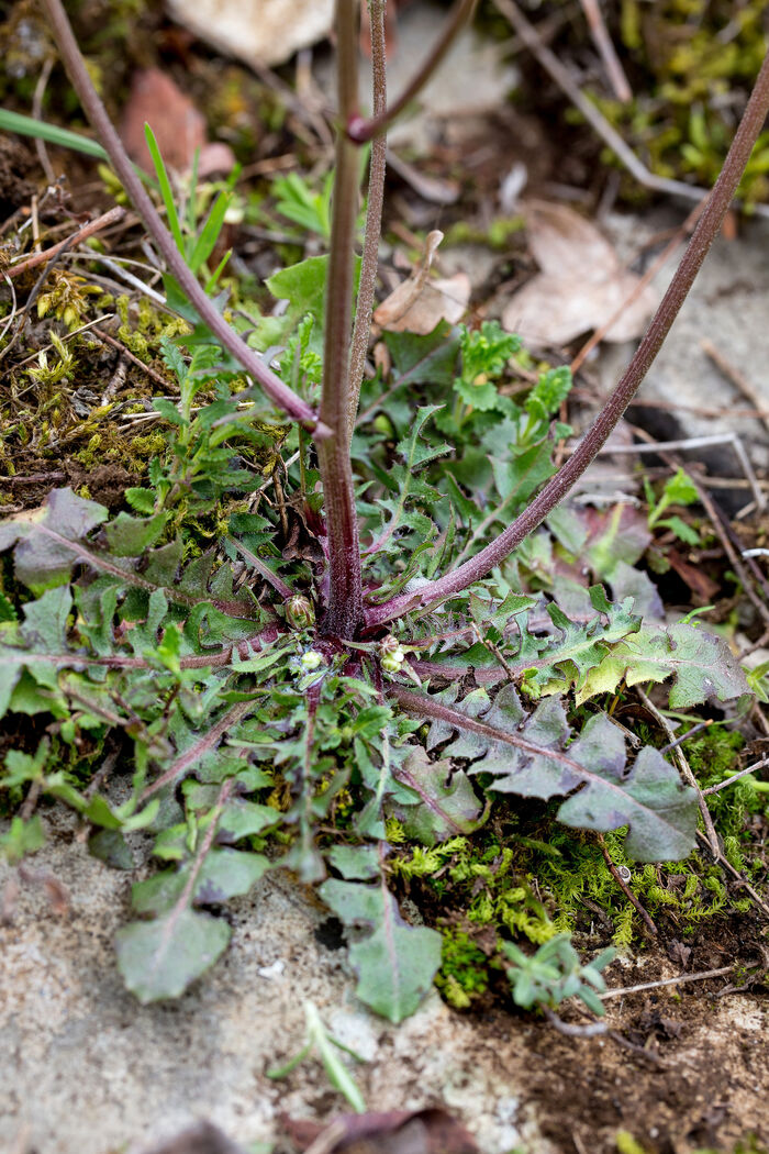 Flore de la Corse