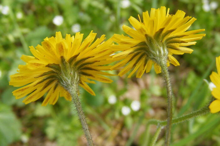 Flore de la Corse