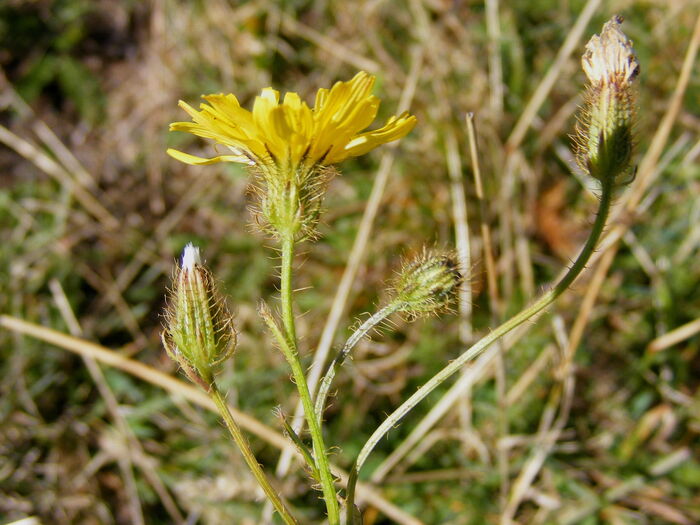 Flore de la Corse