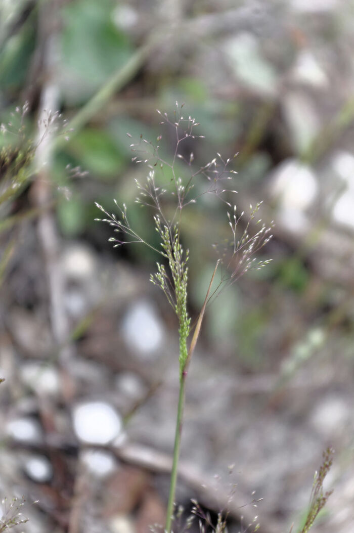 Flore de la Corse