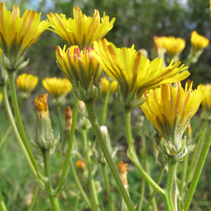 Flore de la Corse