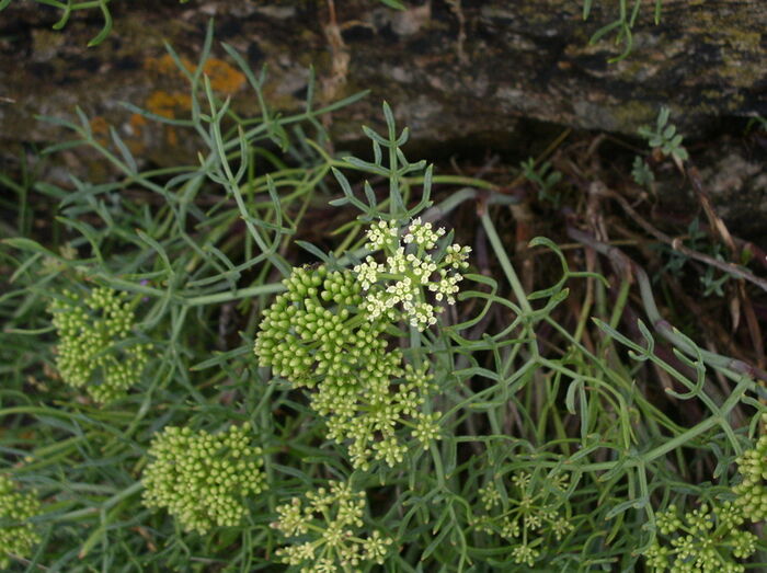 Flore de la Corse