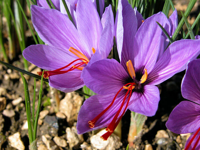 Flore de la Corse