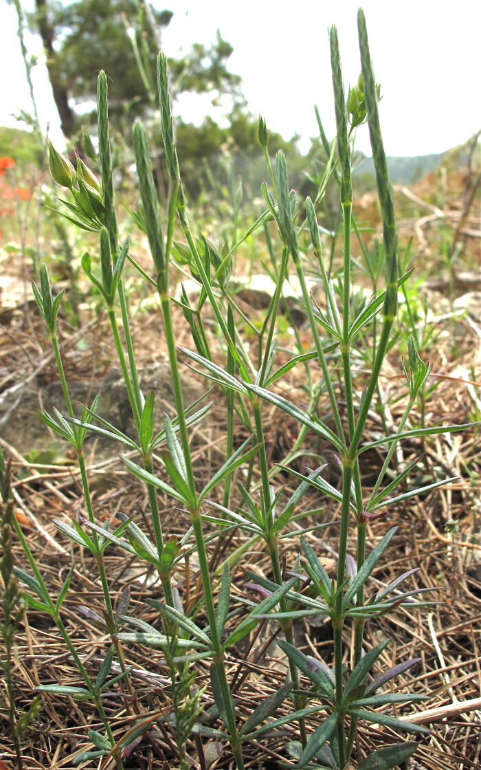 Flore de la Corse