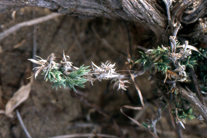 Flore de la Corse