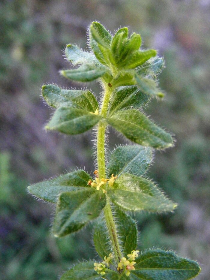 Flore de la Corse