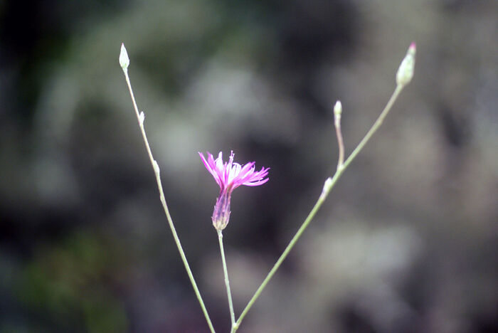 Flore de la Corse