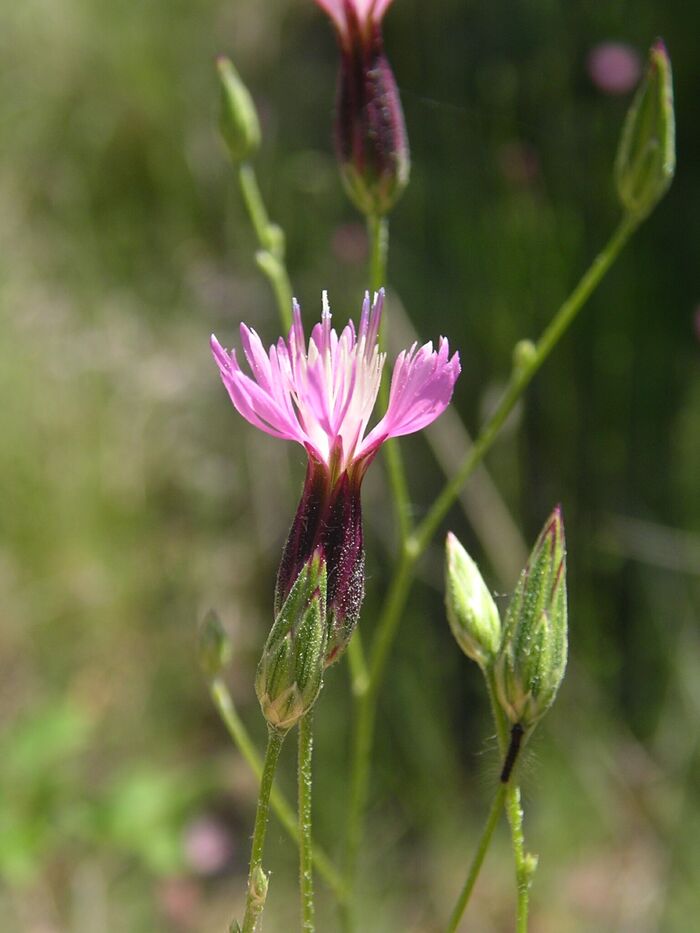 Flore de la Corse